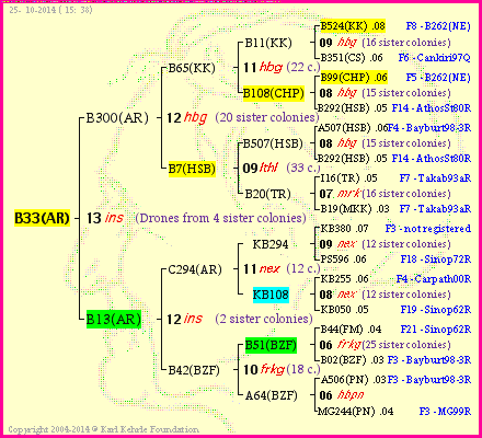 Pedigree of B33(AR) :
four generations presented