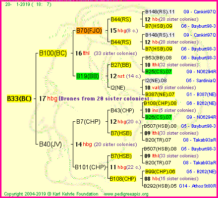 Pedigree of B33(BC) :
four generations presented<br />it's temporarily unavailable, sorry!