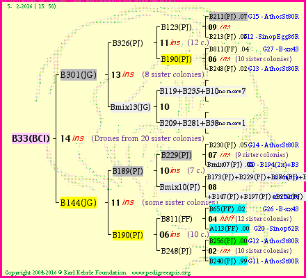 Pedigree of B33(BCI) :
four generations presented