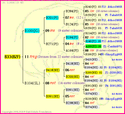 Pedigree of B33(BZF) :
four generations presented