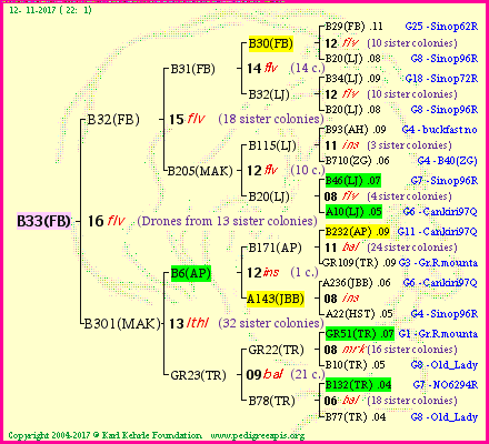 Pedigree of B33(FB) :
four generations presented