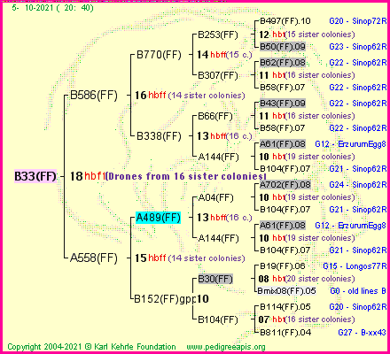 Pedigree of B33(FF) :
four generations presented
it's temporarily unavailable, sorry!