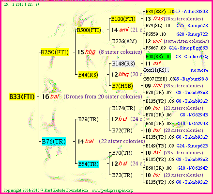 Pedigree of B33(FTI) :
four generations presented