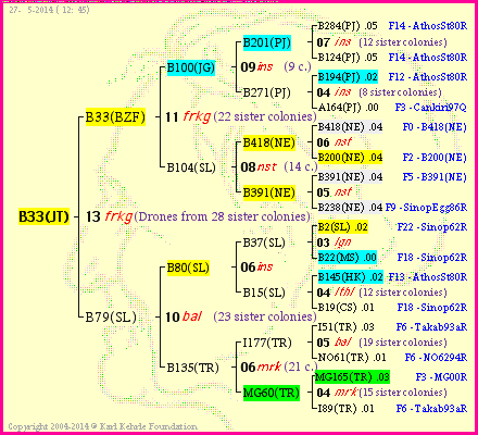 Pedigree of B33(JT) :
four generations presented