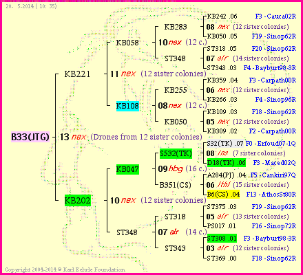 Pedigree of B33(JTG) :
four generations presented