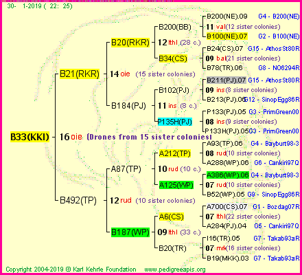 Pedigree of B33(KKI) :
four generations presented<br />it's temporarily unavailable, sorry!