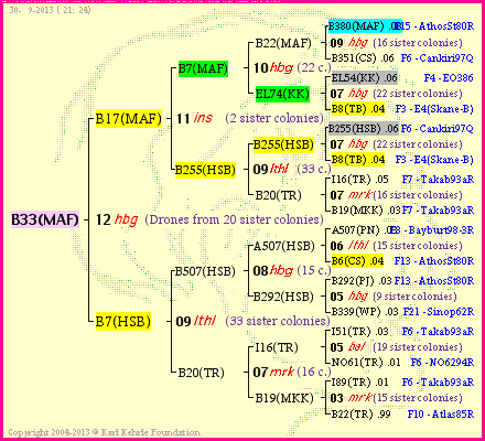 Pedigree of B33(MAF) :
four generations presented