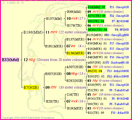 Pedigree of B33(MM) :
four generations presented