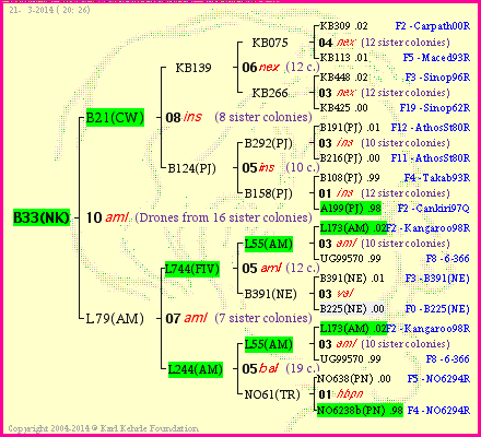 Pedigree of B33(NK) :
four generations presented