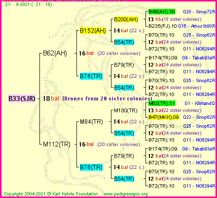 Pedigree of B33(SJR) :
four generations presented
it's temporarily unavailable, sorry!