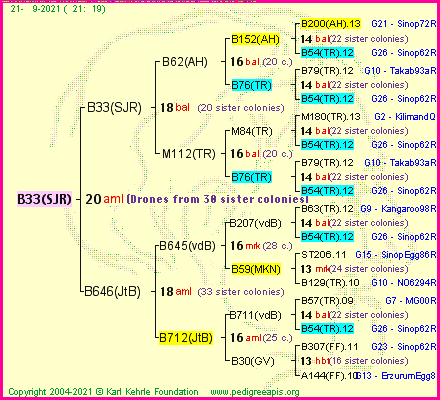 Pedigree of B33(SJR) :
four generations presented
it's temporarily unavailable, sorry!