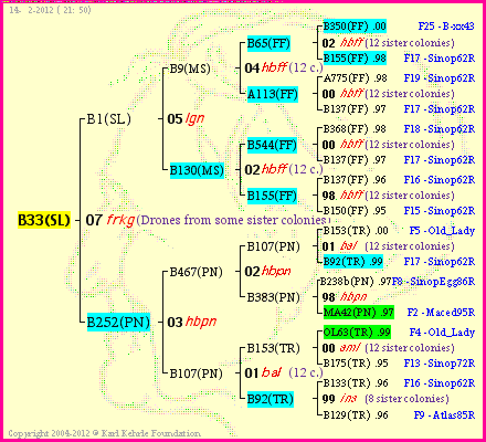 Pedigree of B33(SL) :
four generations presented