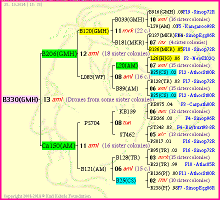 Pedigree of B330(GMH) :
four generations presented