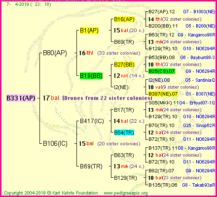 Pedigree of B331(AP) :
four generations presented<br />it's temporarily unavailable, sorry!