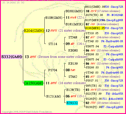 Pedigree of B332(GMH) :
four generations presented