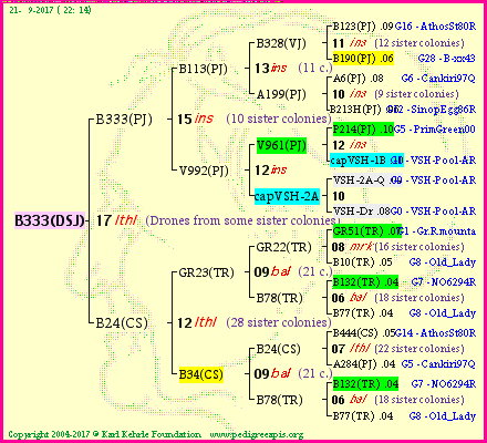 Pedigree of B333(DSJ) :
four generations presented<br />it's temporarily unavailable, sorry!