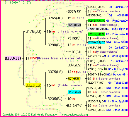 Pedigree of B333(LS) :
four generations presented<br />it's temporarily unavailable, sorry!