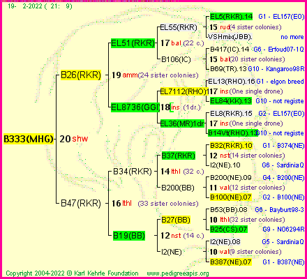 Pedigree of B333(MHG) :
four generations presented
it's temporarily unavailable, sorry!