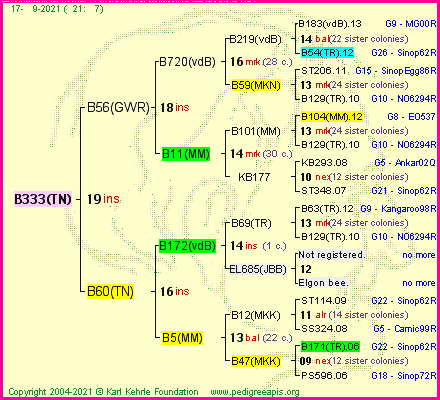 Pedigree of B333(TN) :
four generations presented
it's temporarily unavailable, sorry!