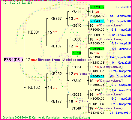 Pedigree of B334(DSJ) :
four generations presented<br />it's temporarily unavailable, sorry!