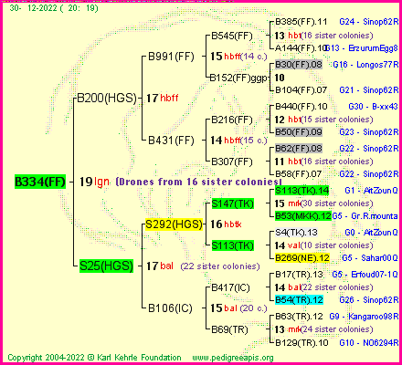 Pedigree of B334(FF) :
four generations presented
it's temporarily unavailable, sorry!