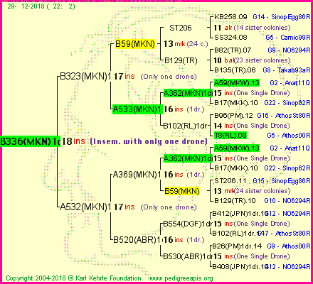 Pedigree of B336(MKN)1dr :
four generations presented<br />it's temporarily unavailable, sorry!