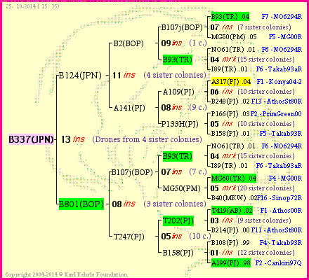 Pedigree of B337(JPN) :
four generations presented