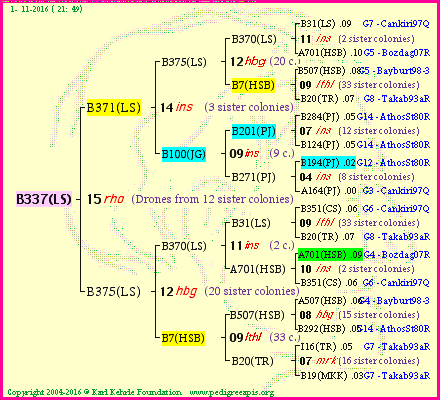 Pedigree of B337(LS) :
four generations presented<br />it's temporarily unavailable, sorry!