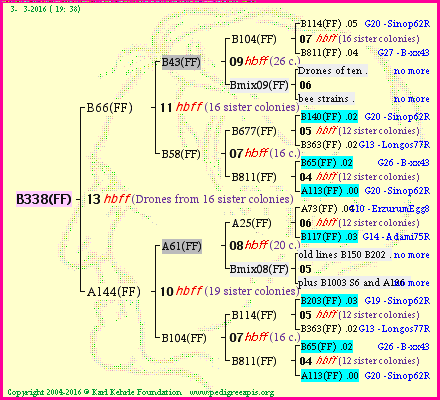 Pedigree of B338(FF) :
four generations presented