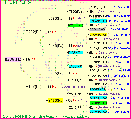 Pedigree of B339(FL) :
four generations presented<br />it's temporarily unavailable, sorry!