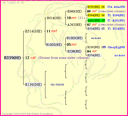 Pedigree of B339(HE) :
four generations presented