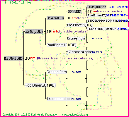 Pedigree of B339(JBB) :
four generations presented
it's temporarily unavailable, sorry!