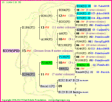 Pedigree of B339(SPD) :
four generations presented