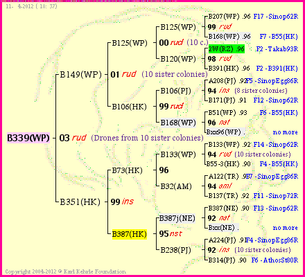 Pedigree of B339(WP) :
four generations presented
it's temporarily unavailable, sorry!