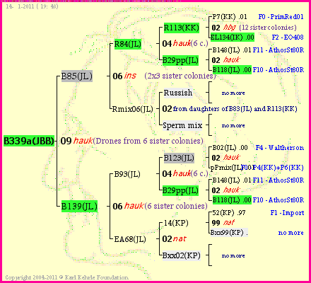 Pedigree of B339a(JBB) :
four generations presented