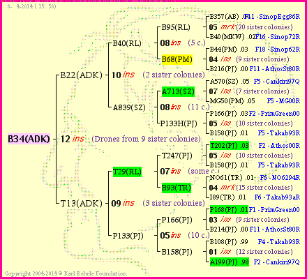 Pedigree of B34(ADK) :
four generations presented