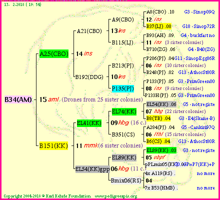 Pedigree of B34(AM) :
four generations presented