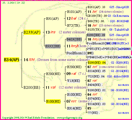 Pedigree of B34(AP) :
four generations presented