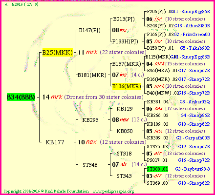 Pedigree of B34(BBB) :
four generations presented