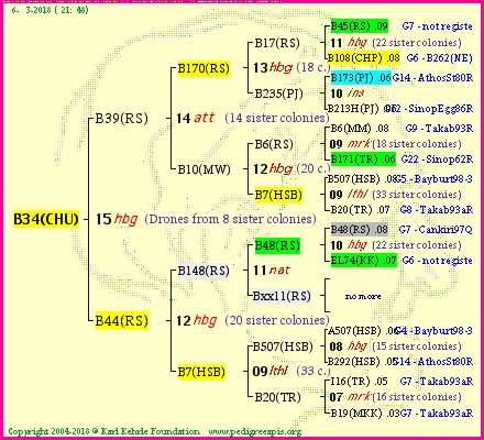 Pedigree of B34(CHU) :
four generations presented