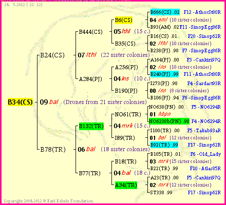 Pedigree of B34(CS) :
four generations presented<br />it's temporarily unavailable, sorry!