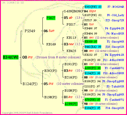 Pedigree of B34(CW) :
four generations presented