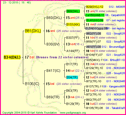 Pedigree of B34(DKL) :
four generations presented<br />it's temporarily unavailable, sorry!