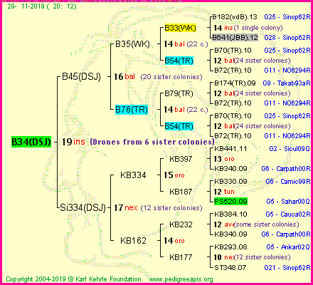 Pedigree of B34(DSJ) :
four generations presented
it's temporarily unavailable, sorry!