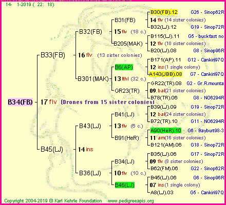 Pedigree of B34(FB) :
four generations presented<br />it's temporarily unavailable, sorry!