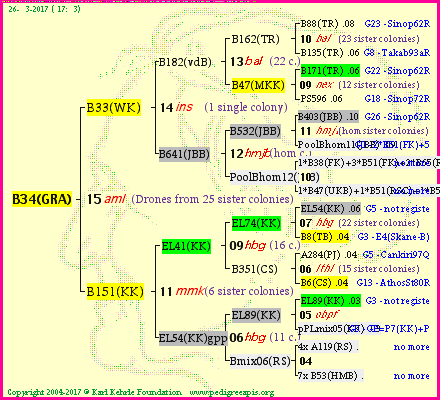 Pedigree of B34(GRA) :
four generations presented<br />it's temporarily unavailable, sorry!