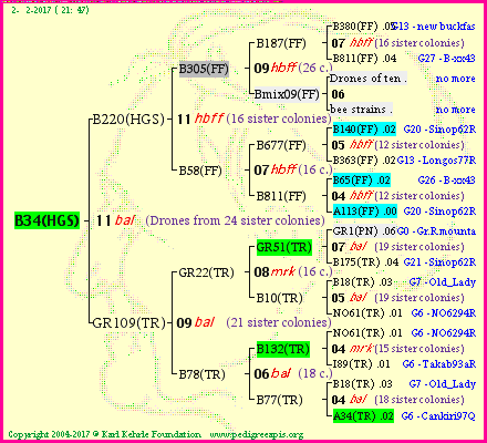 Pedigree of B34(HGS) :
four generations presented