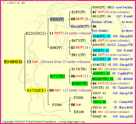 Pedigree of B34(HGS) :
four generations presented