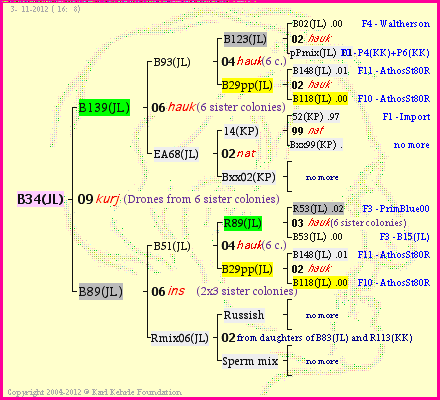 Pedigree of B34(JL) :
four generations presented