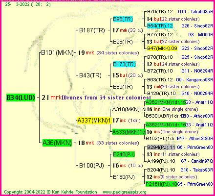 Pedigree of B34(LUD) :
four generations presented
it's temporarily unavailable, sorry!